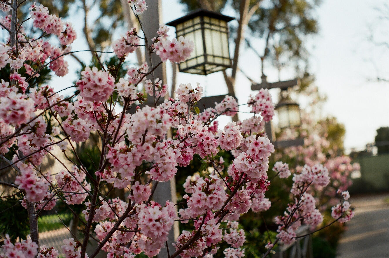 Earl Burns Japanese Garden #2